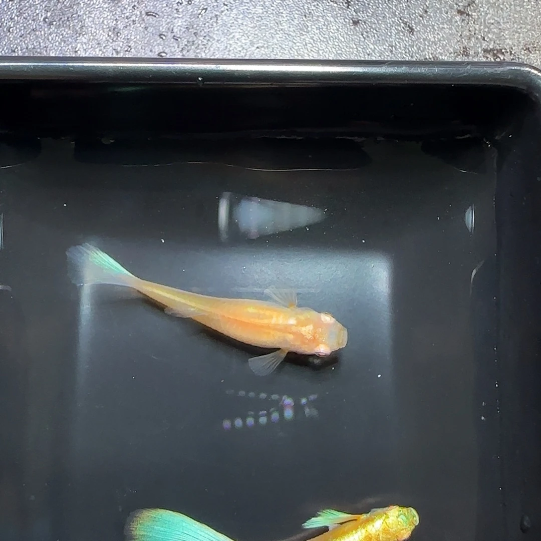 孔雀鱼蓝白飞船一对，三个月