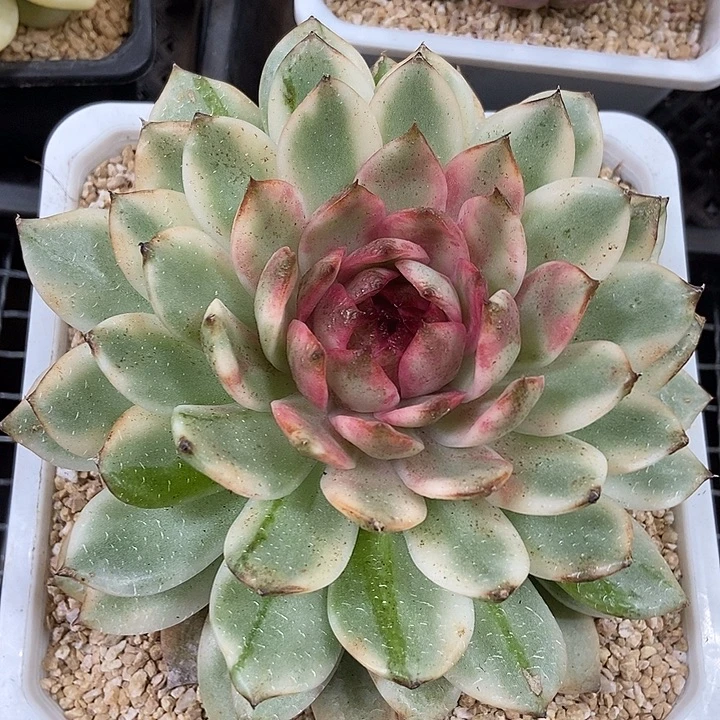 黑水晶锦多肉植物