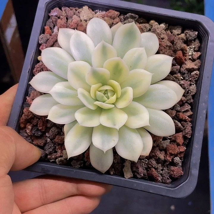 粉水晶锦一物一拍