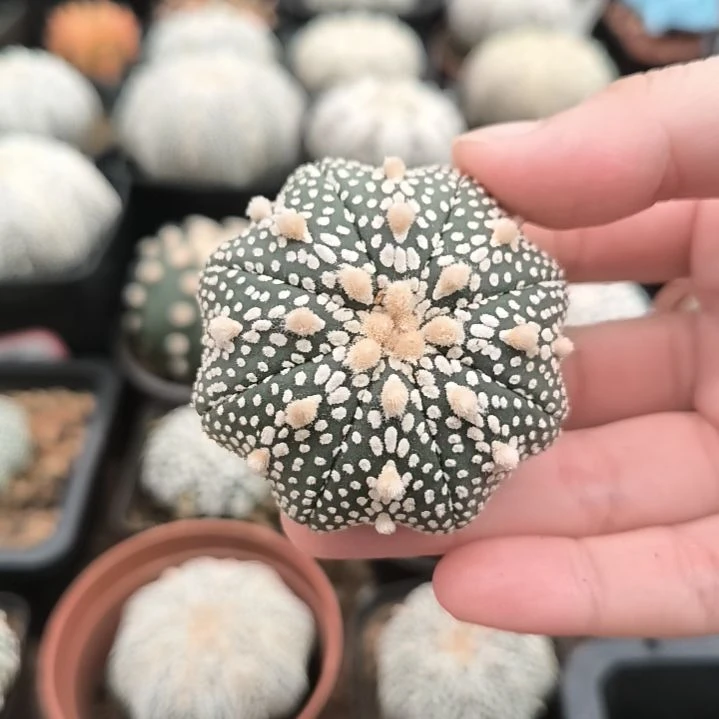 奇迹5.1一物一拍脱土发货