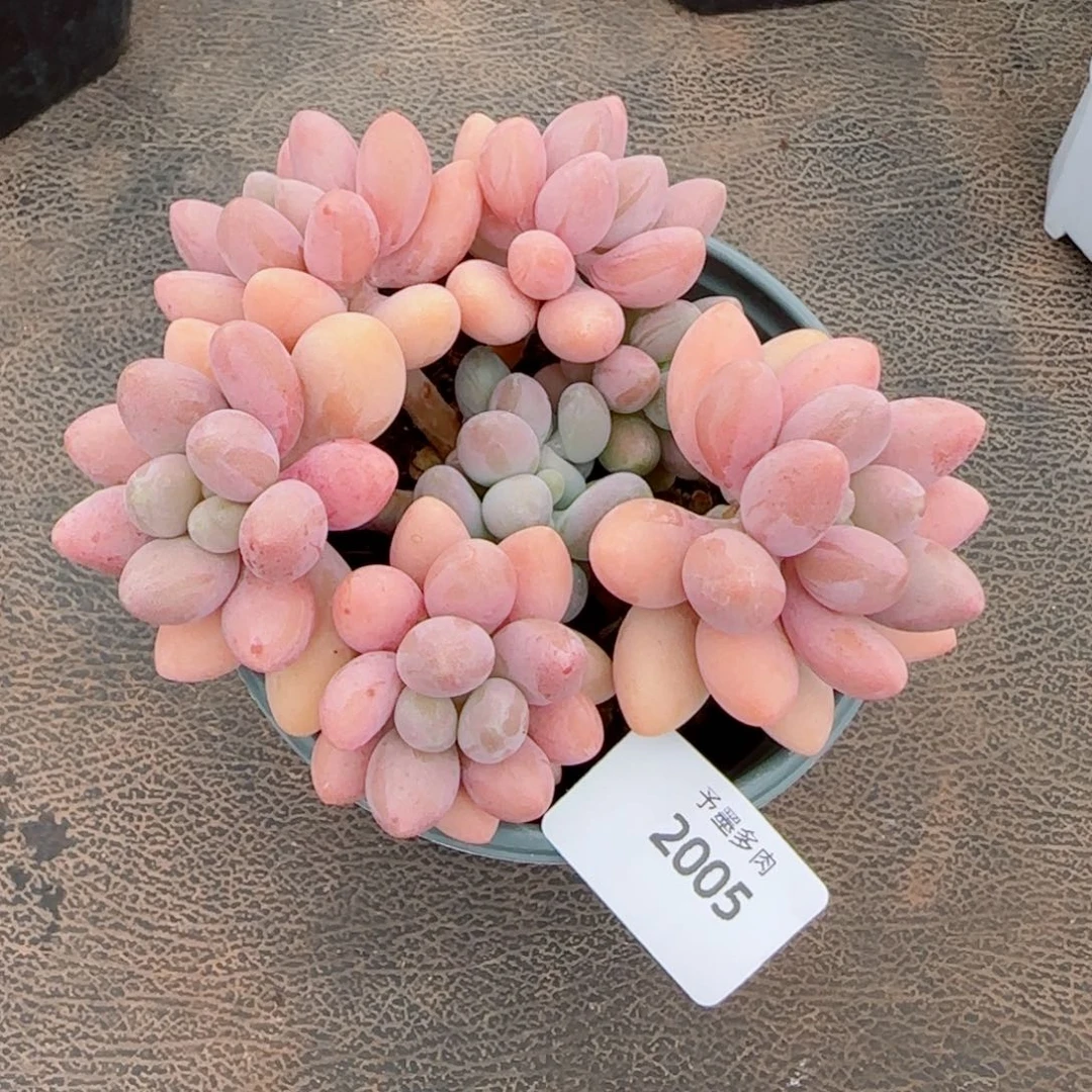 粉恋，2005多肉植物