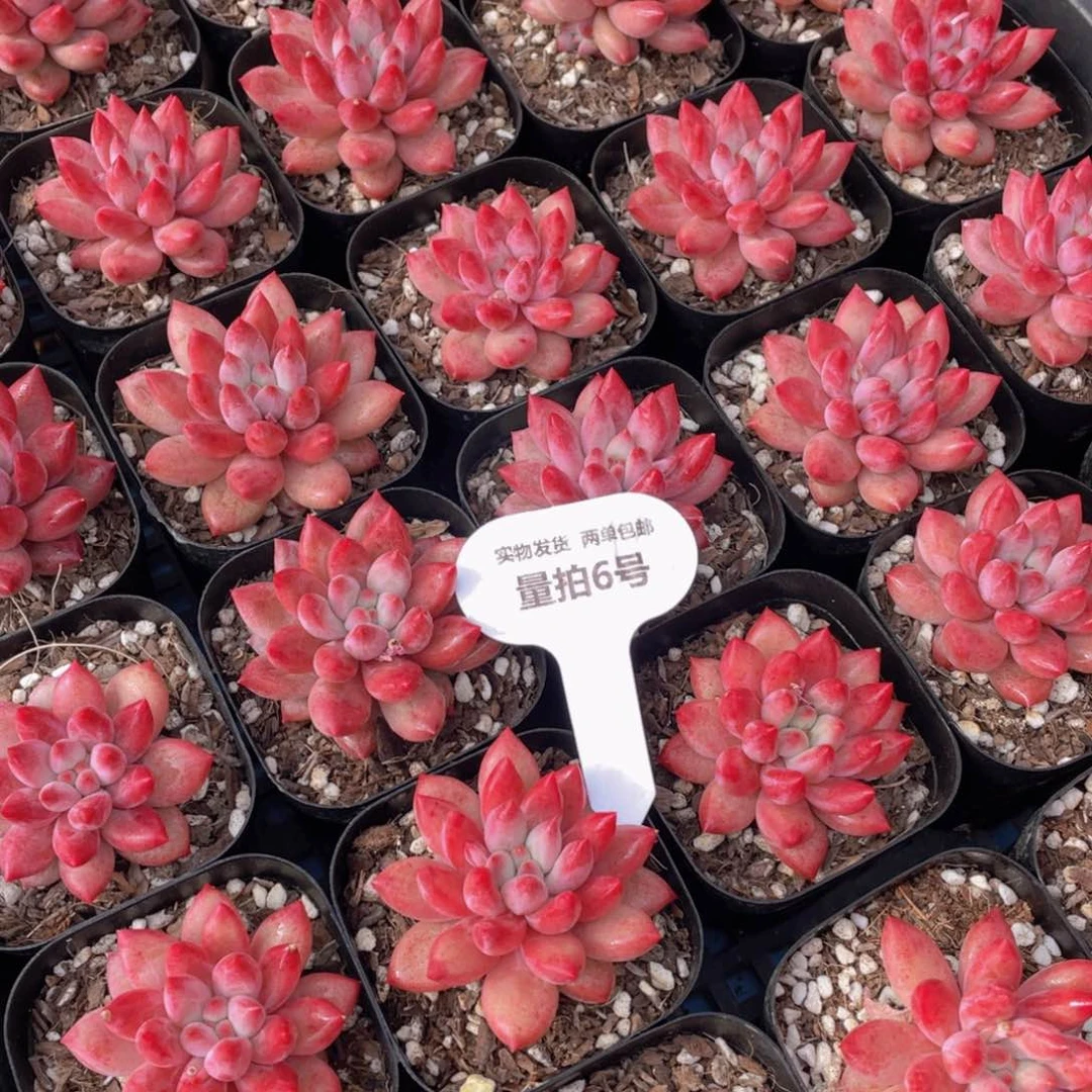 量拍6号 全状态丸叶金鱼姬车厘子单头一个