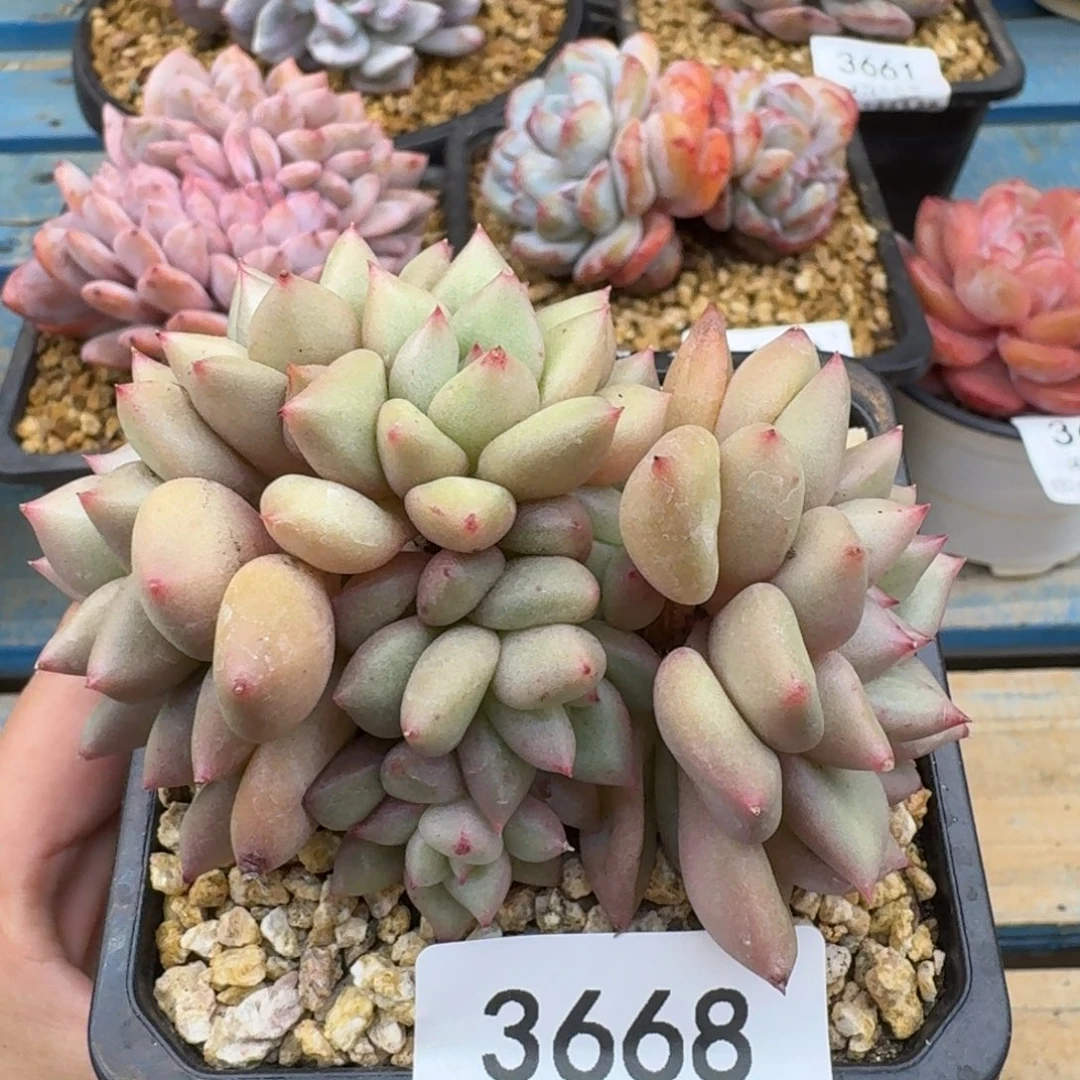 3668象牙（9厘米左右）