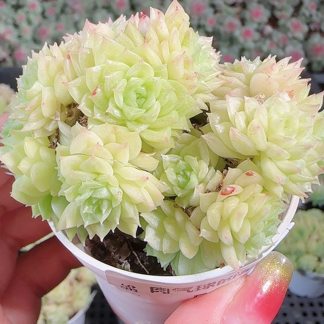 0921-59麦秆优选不包整