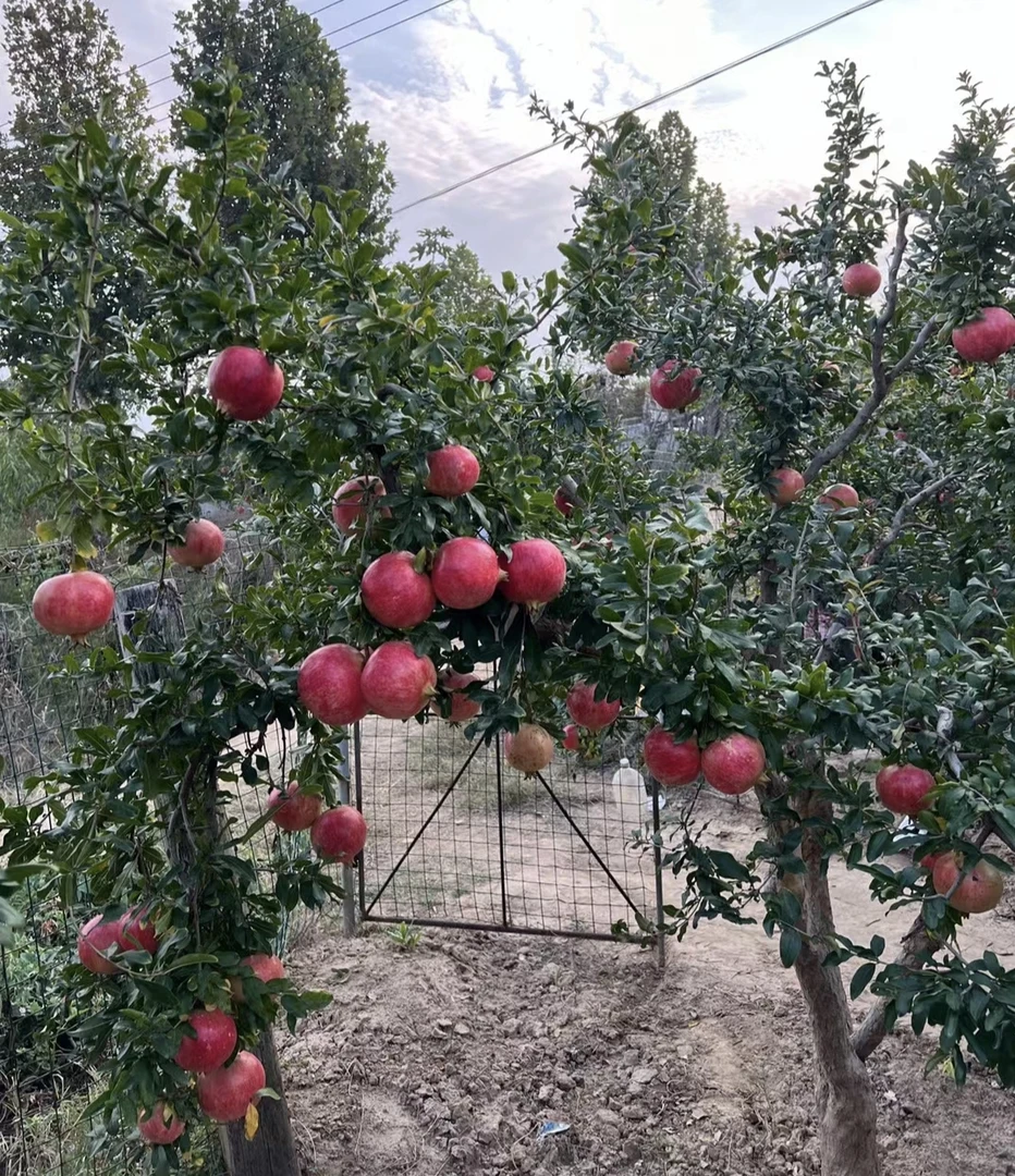 庭院别墅盆栽地栽植物