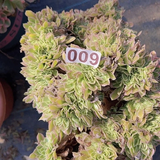 歪***妞多肉植物一个白凤追
