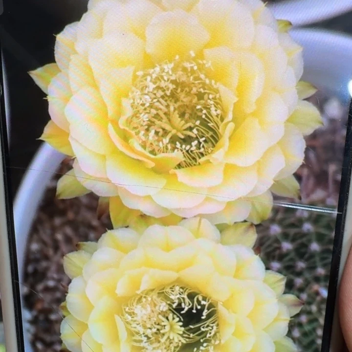 257彩草绿帽子歪4公分左右无根侧牙