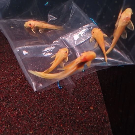 工具鱼胡子3.0  cm   2中通