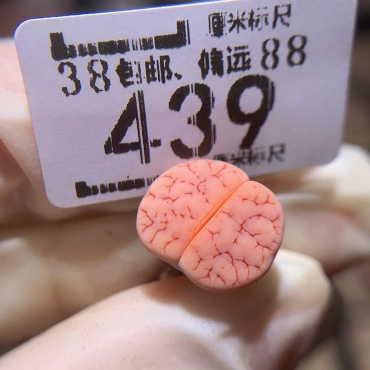 青***Sss精品生石花439