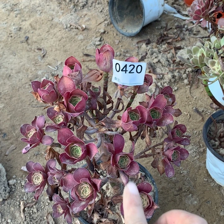 0420魅金玫瑰绣球2号