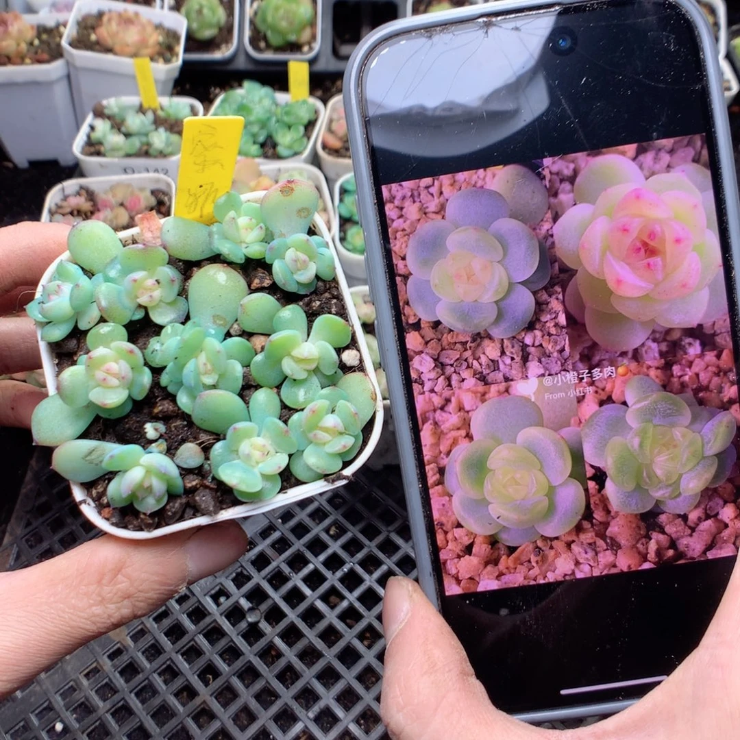 无花朵Q155yyyyyyyy