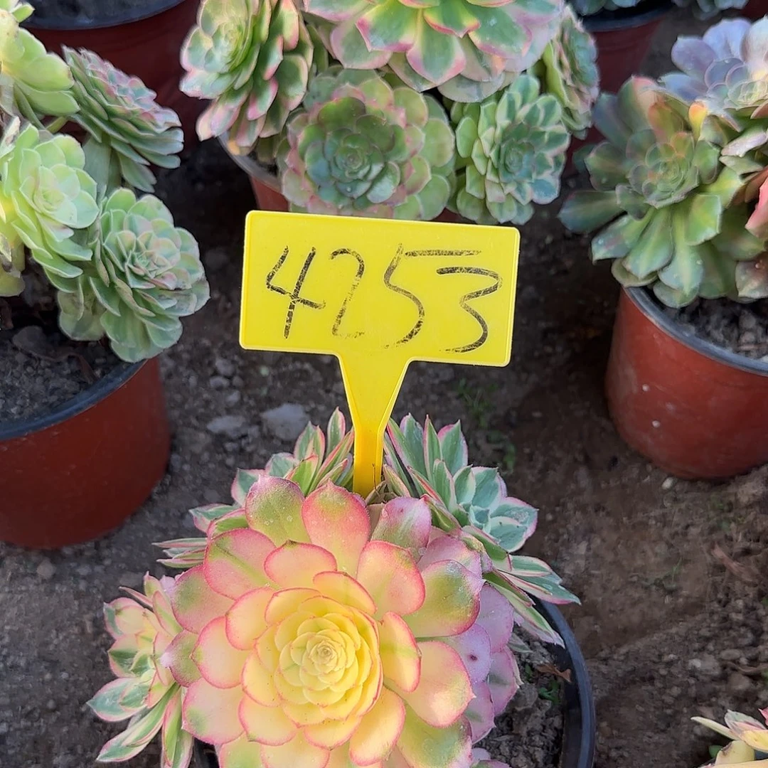 4253+-海王多肉植物