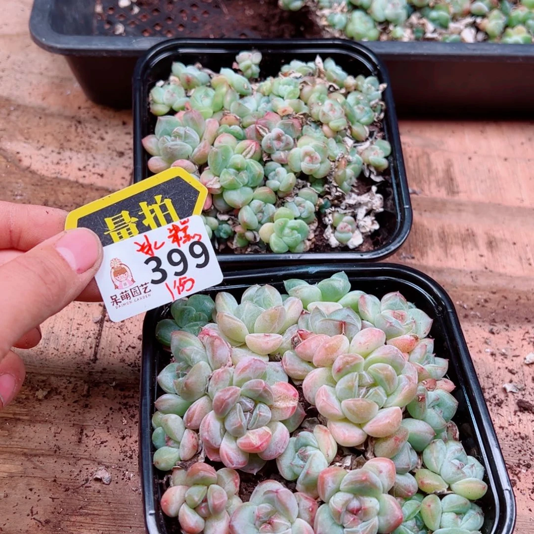 多肉植物多肉植物
