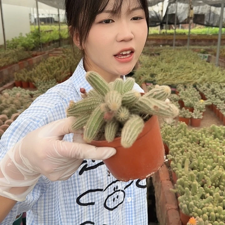 特鲁迪（掉头掉崽不售后）