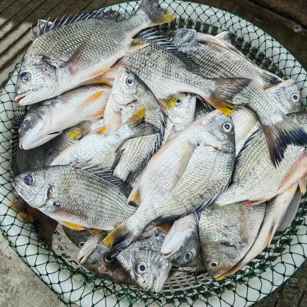 汕尾本港海钓（黄翅鱼 黄立鱼 黄脚腊）