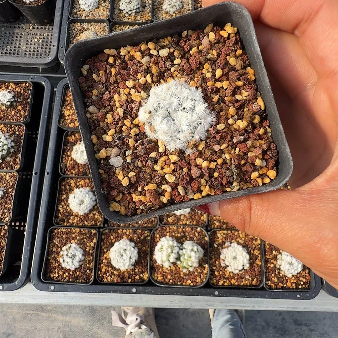 降落伞白星带盆发货