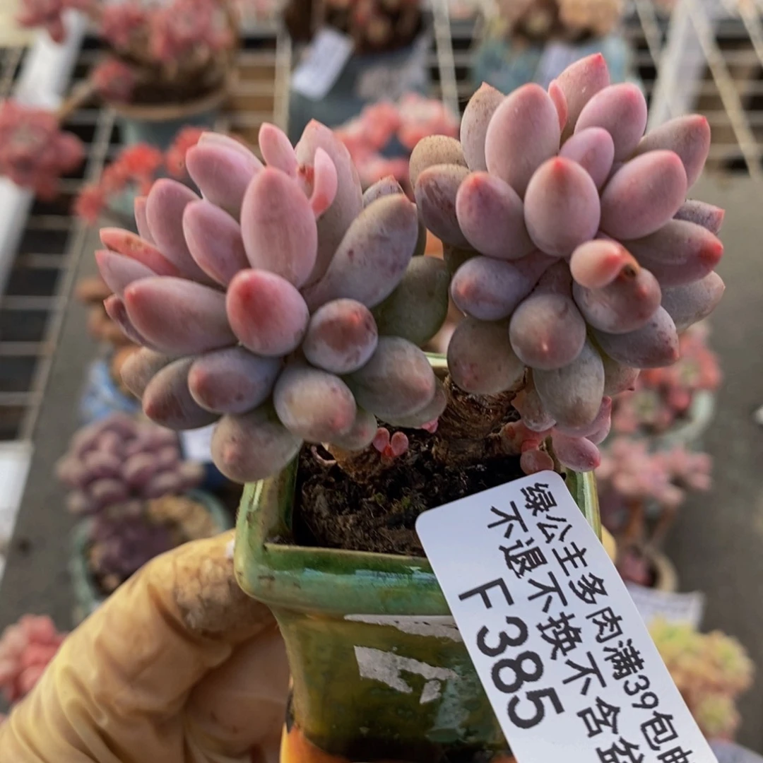 婴儿手指385:5c m