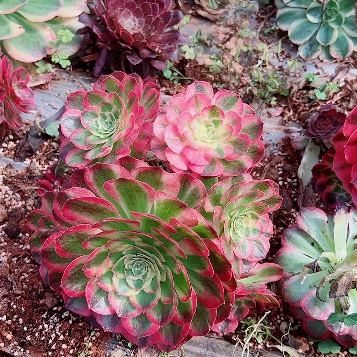 玉芙蓉地栽不包断枝