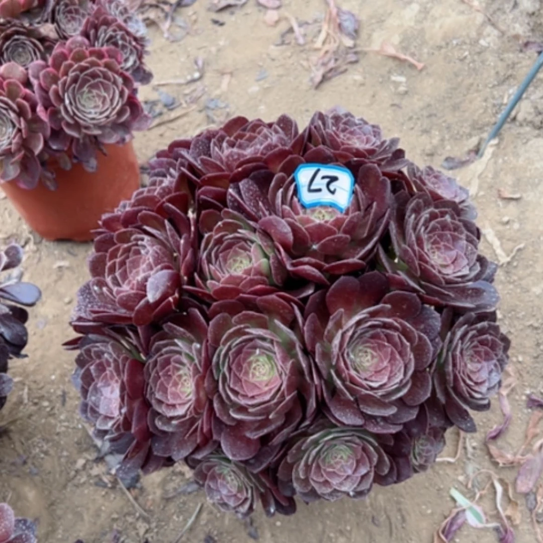 【闪购商品】阿****）多肉植物黑魔27