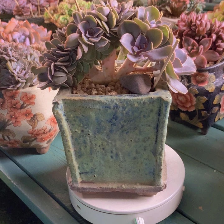 紫丁香朵朵无砍自然群