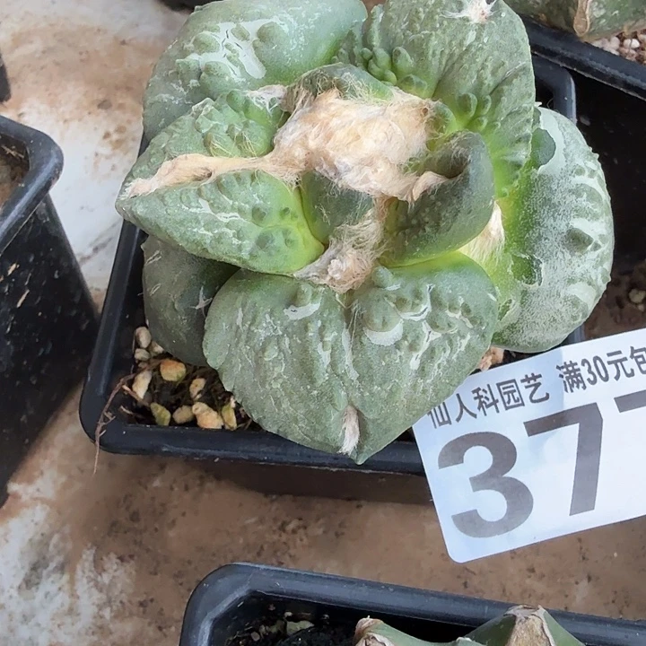 无花朵377超大尤牛舌怒东三