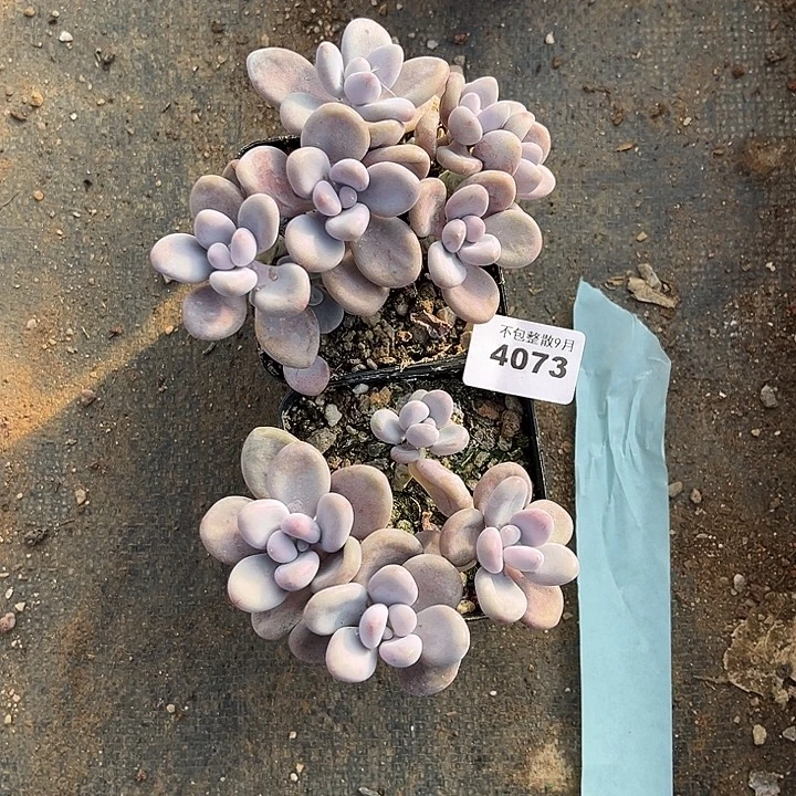 阿雅园艺。       4073桃蛋两颗