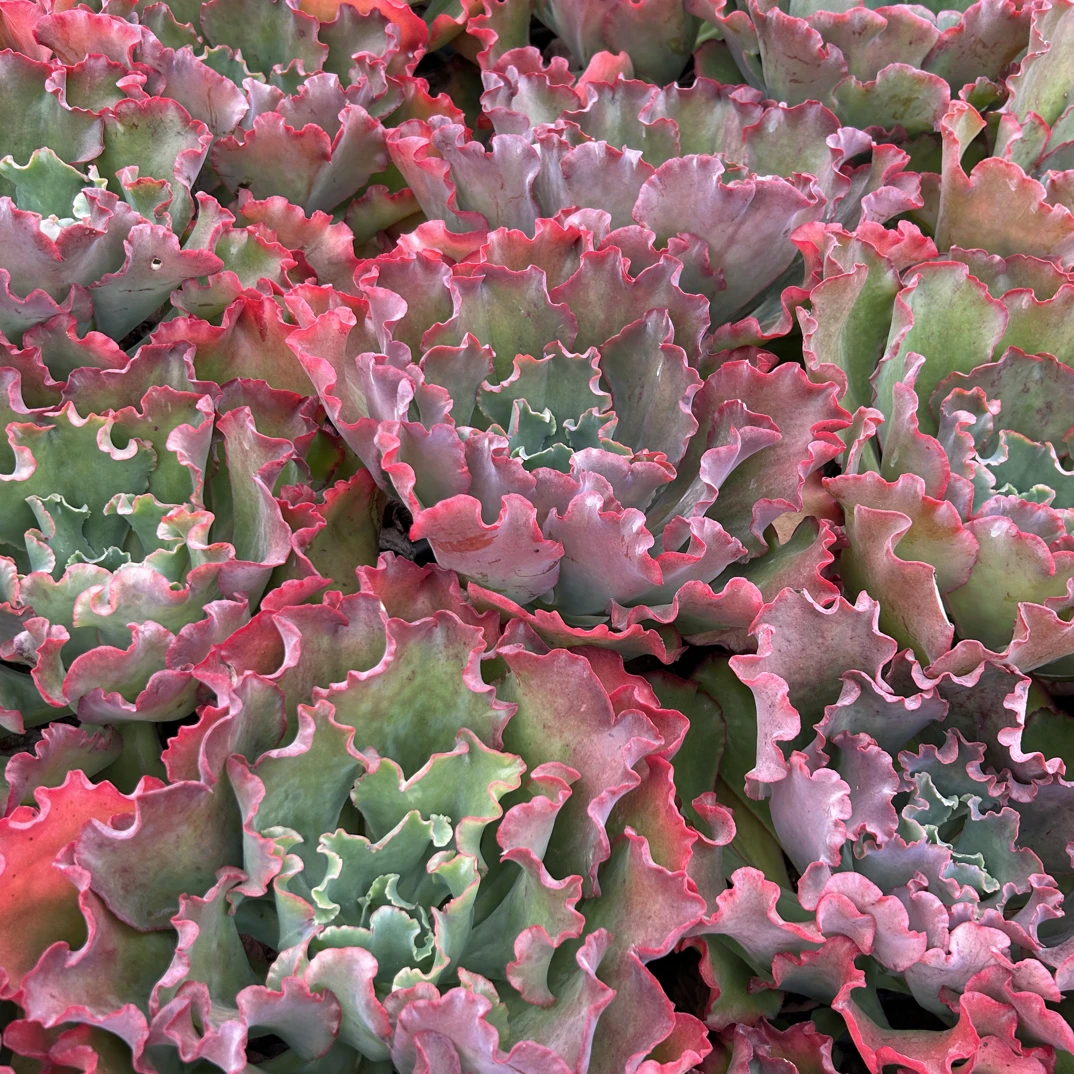 高砂多肉植物易养成老桩包菜系列适合新手养殖