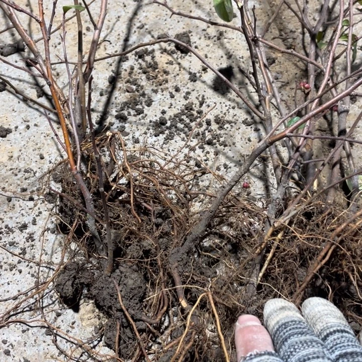 榠栌海棠花一颗苗