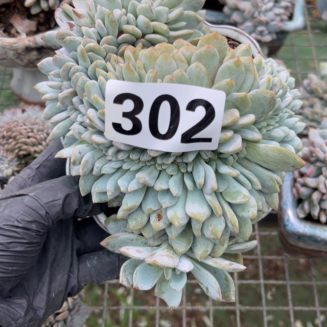 302号15888800888