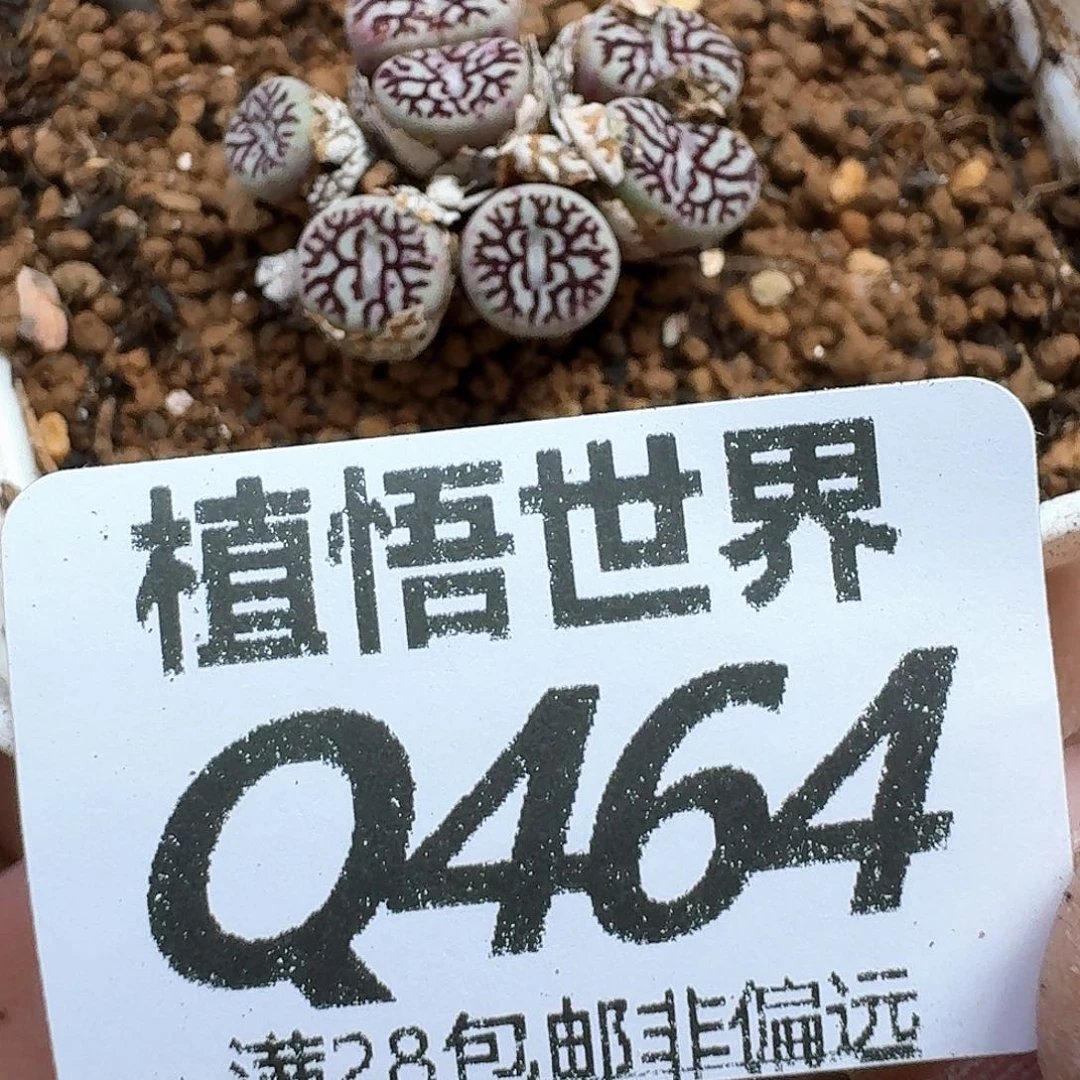 多肉植物的润泽从v