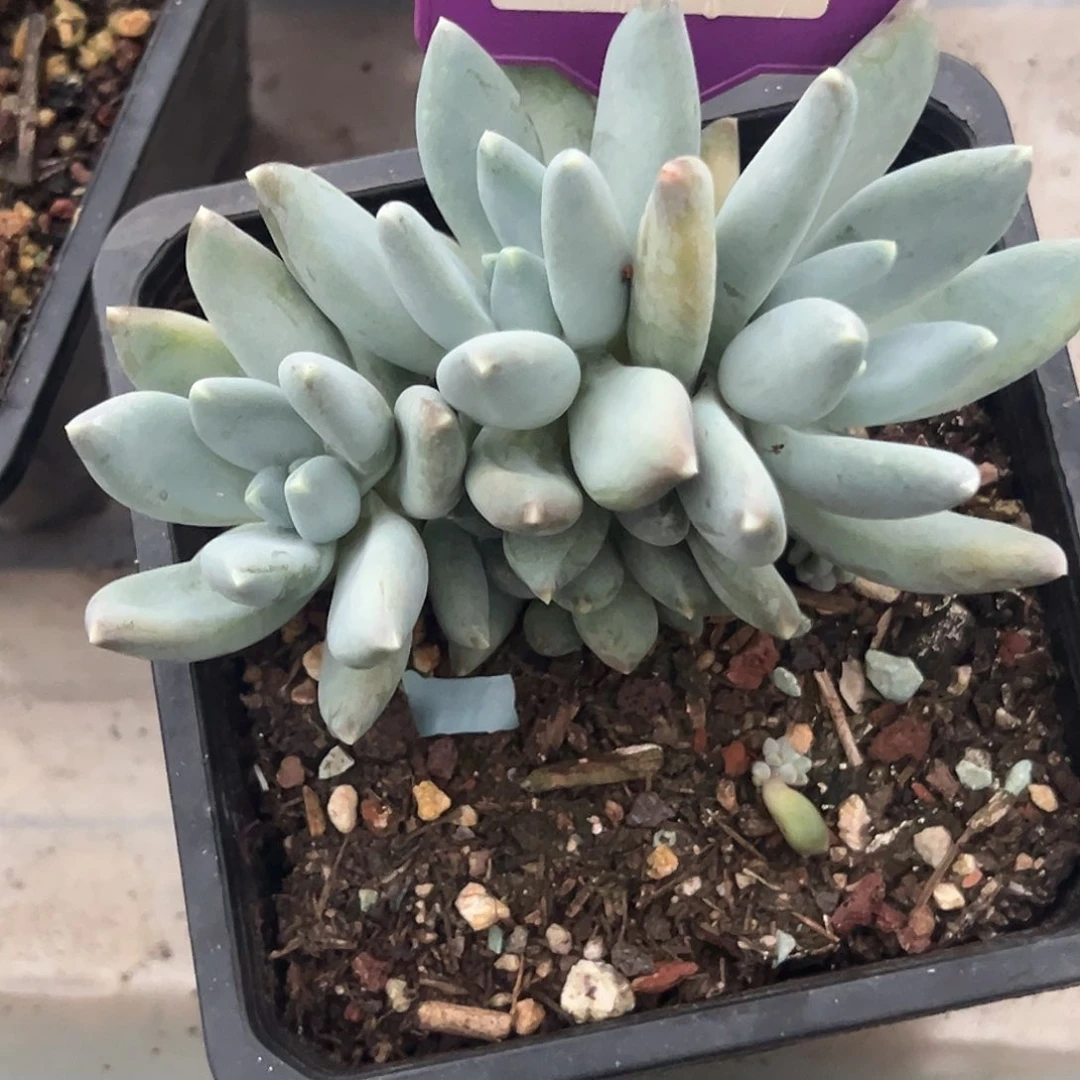 七彩三色多肉植物512