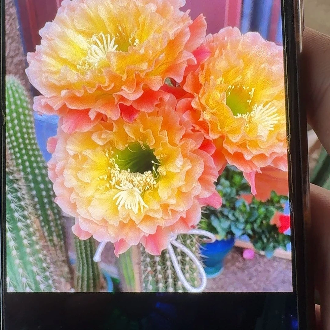 倾城之恋侧芽5公分左右毛花柱