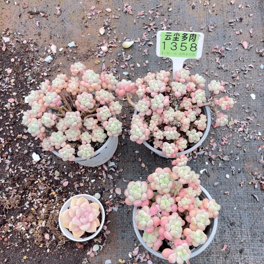云尘多肉一物一拍1358，