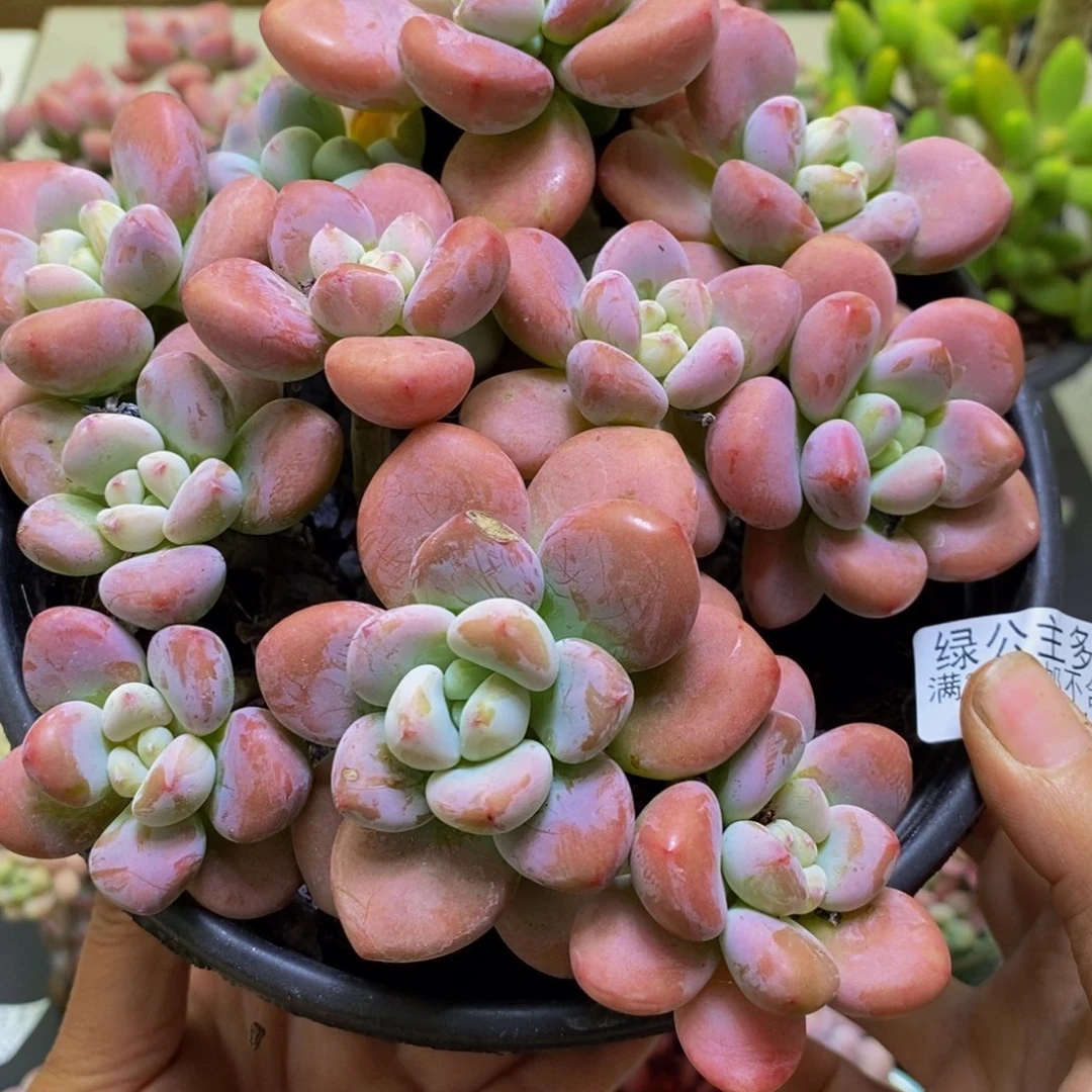 321樱花洛神15cm多肉