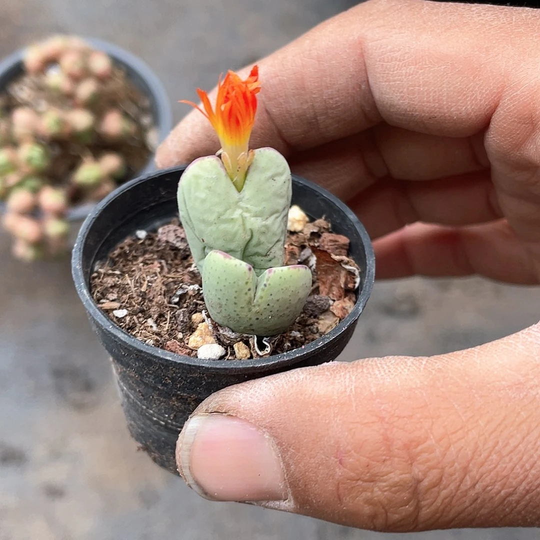 喜***p橙花少将带盆发货