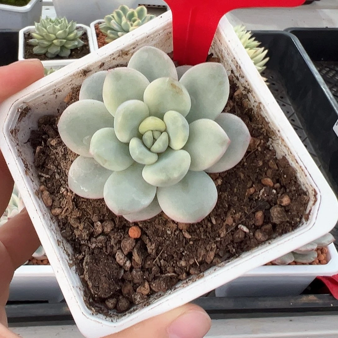 31号白马香水锦多肉植物