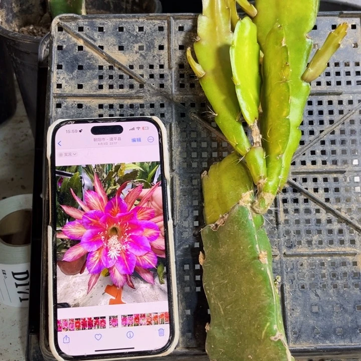 当前无花栽培后可以开花156