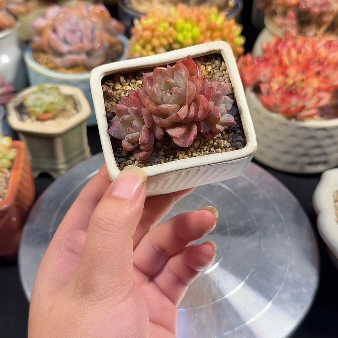 夜魔侠6cm左右带盆土发货满35包邮