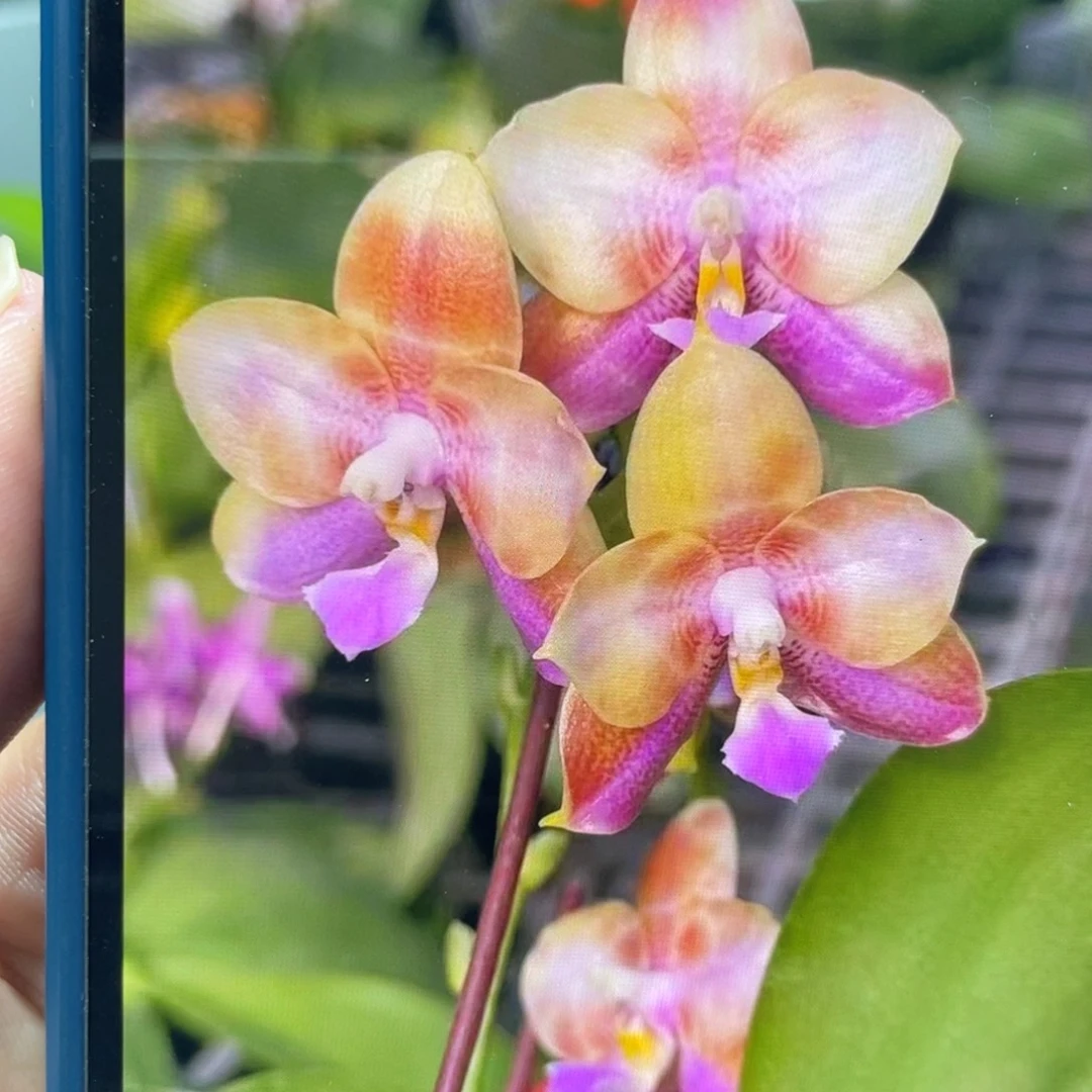 完全开放功夫，分生，2.5杯苗1棵