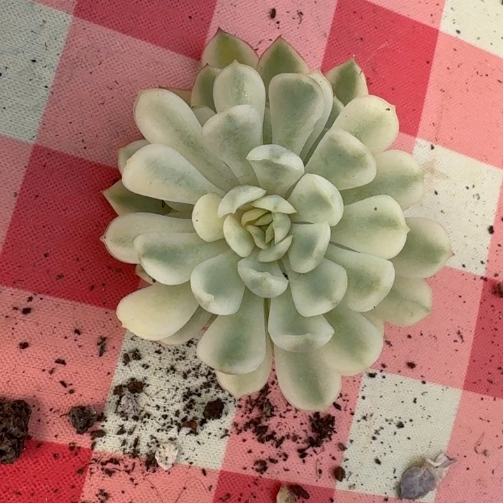 超白锦梦幻玫瑰一物一图