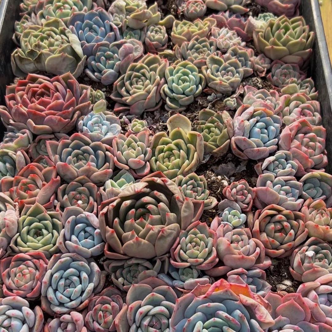 524多肉葡萄的味道真的