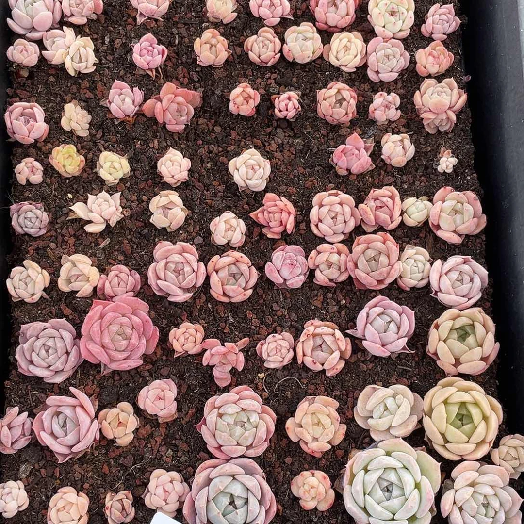 ****～049。 定。