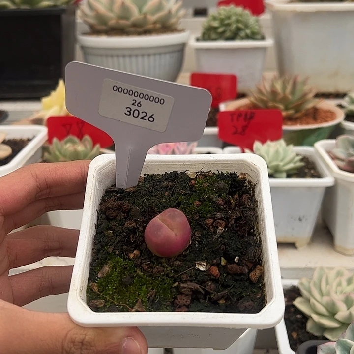 3026号毛汗尼多肉