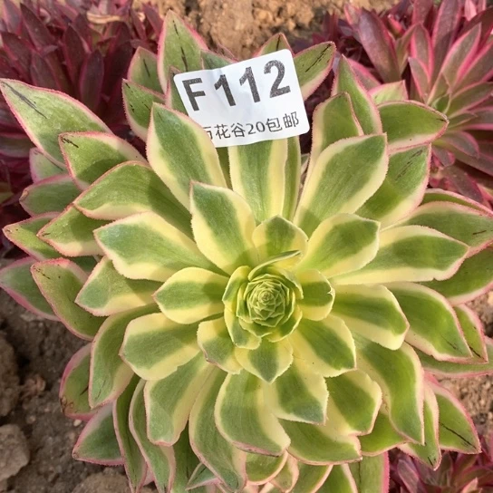 112青莲多肉植物