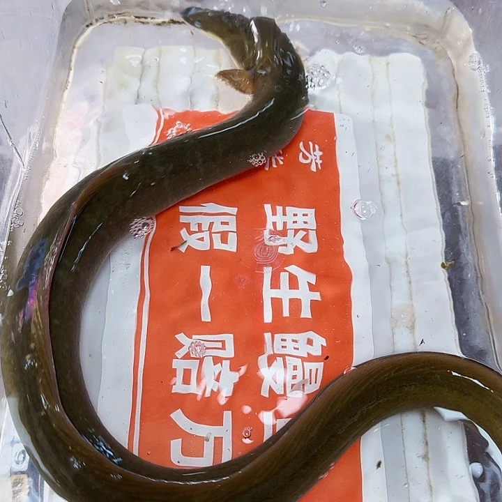 野生鳗鱼一斤四两伤鳗
