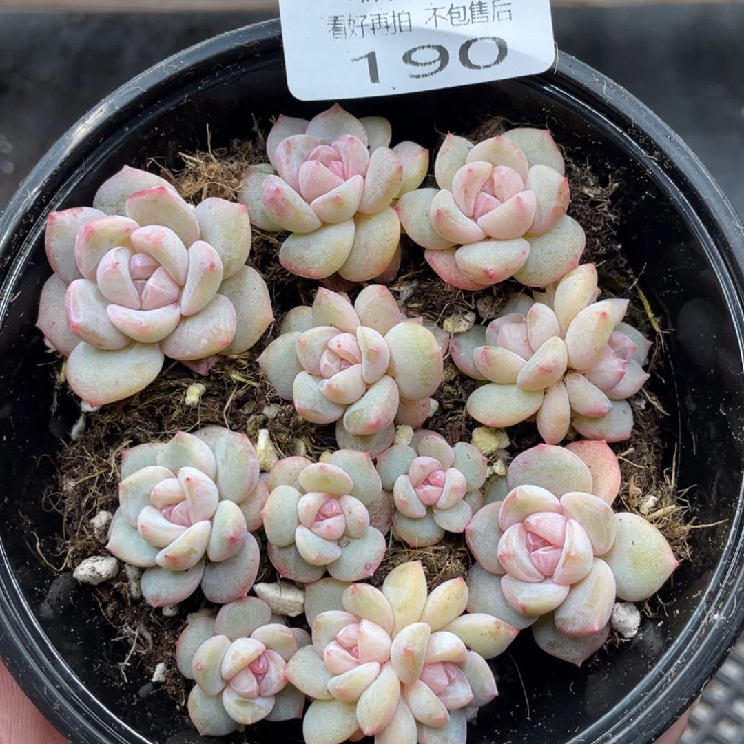 云糖心多肉植物190
