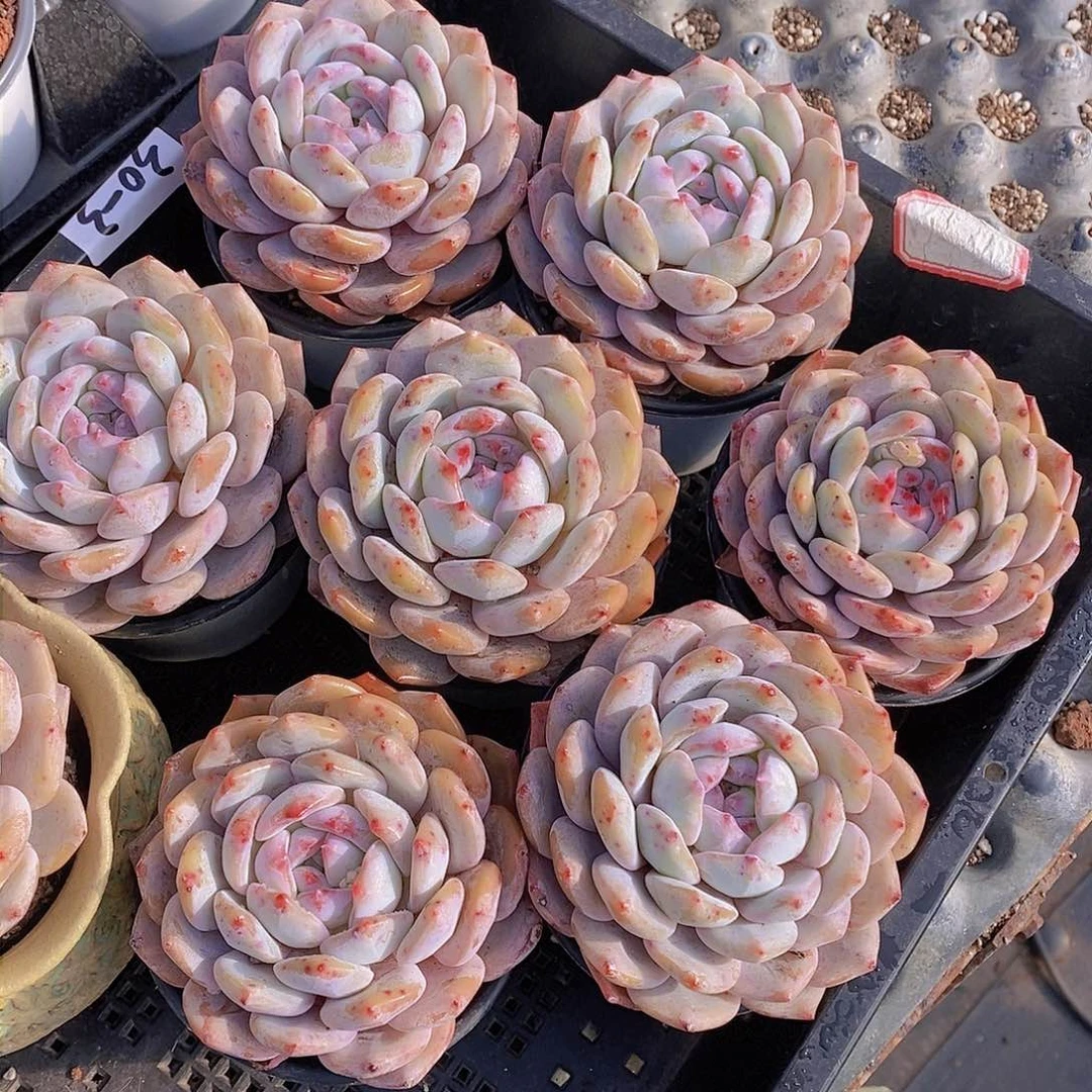 0203-包包橙单头一颗 量拍