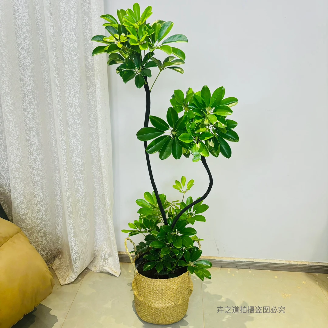 (范)塑形鸭脚木大盆栽室内绿植客厅阳台落地大型乔迁植物