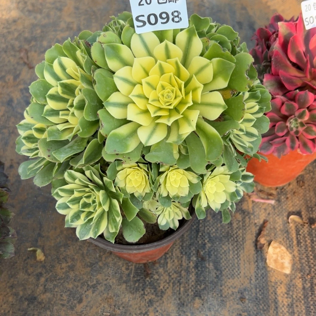 098新尼亚，多肉法师