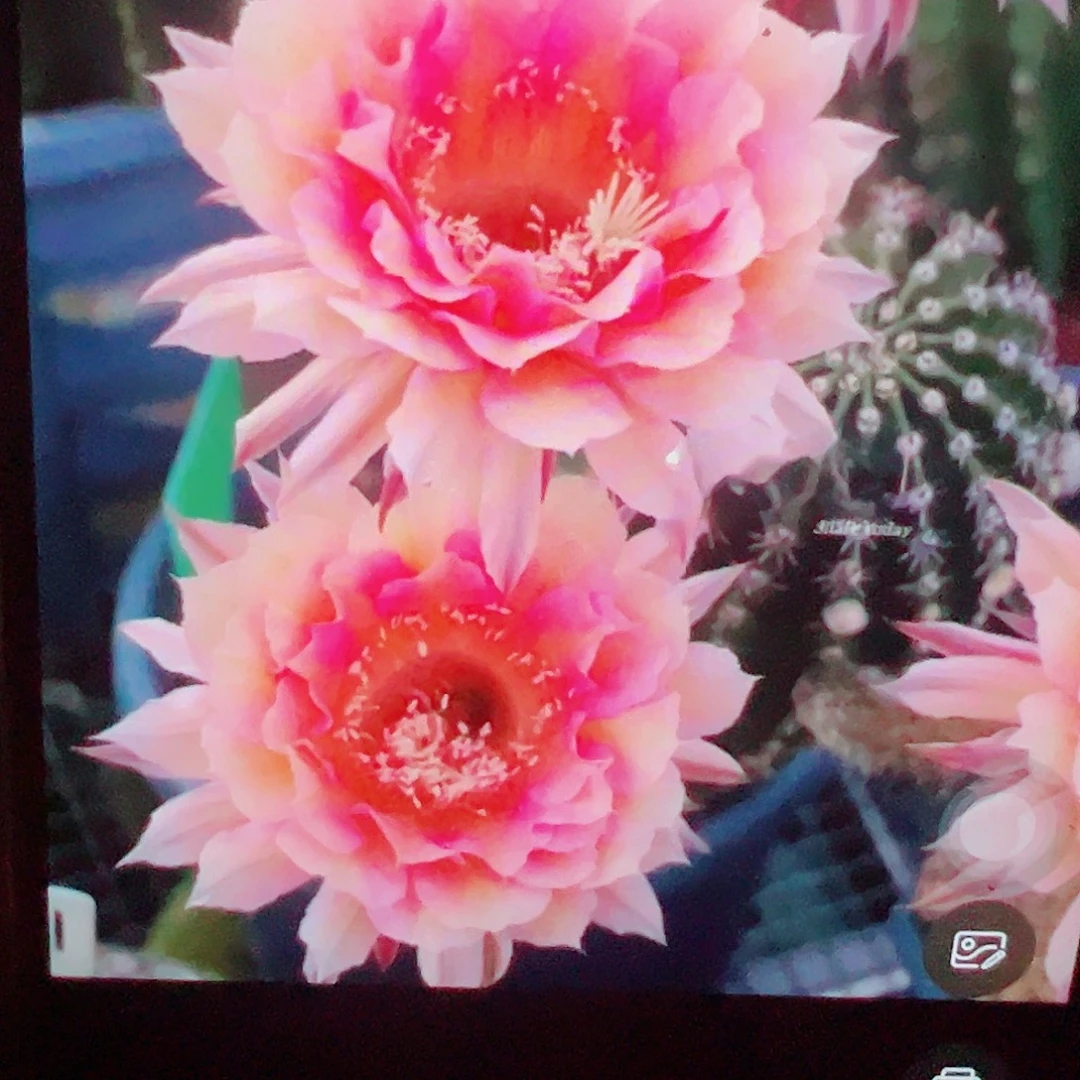 彩草 水仙 006侧芽 满20包邮
